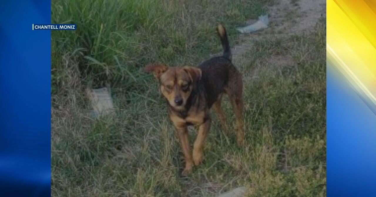 Animal advocates offering reward for information leading to arrest after dog found hanging - Vimarsana News