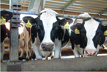 Hawaii Ag officials issued quarantine of hooved animals on Molokai to prevent bovine tuberculosis spread | Local Hawaii Ag officials issued quarantine of hooved animals on Molokai to prevent bovine tuberculosis spread | Local