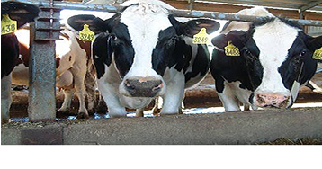 Governor Ige proposes $1 million for bovine tuberculosis control operations on Molokai - Vimarsana News