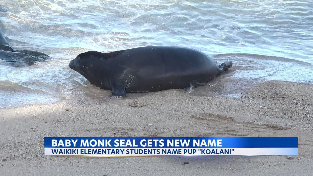 Kaimana Beach's Hawaiian Monk seal pup finally named -- by elementary  school students | Local | kitv.com