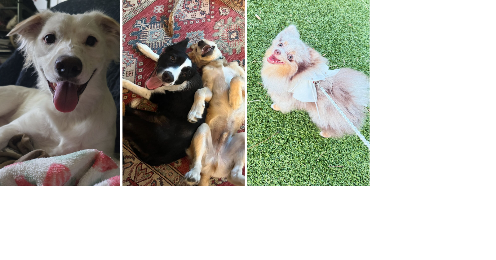 Four-legged friends shine on National Dog Day | Local | kitv.com