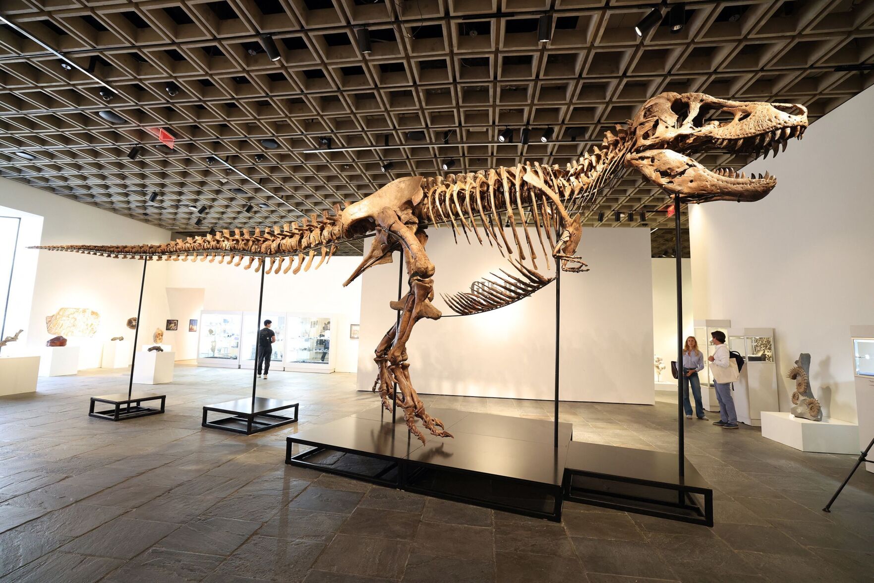希少　 Toothy T Rex 恐竜 Rare T. rex fossil sells for record $50.1 million at auction