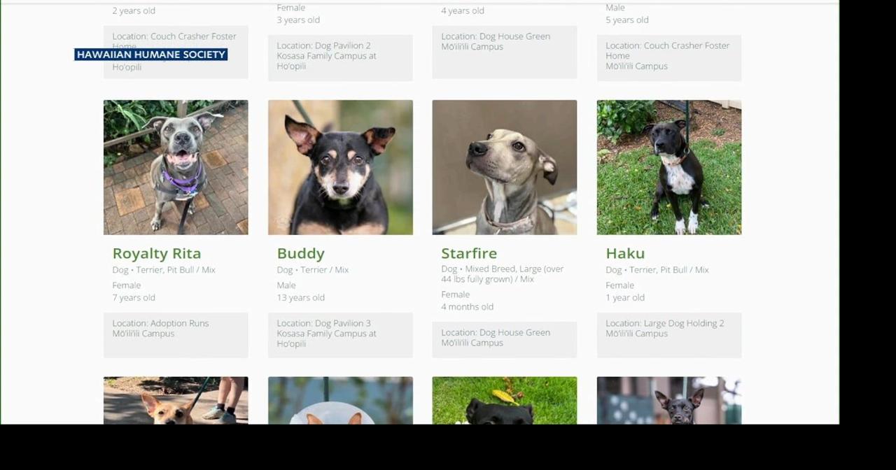 Hawaiian Humane Society waives fees for 400+ dogs after storms