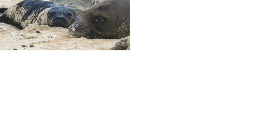 Famous Hawaiian monk seal, Kaimana, gives birth to new pup - Vimarsana News