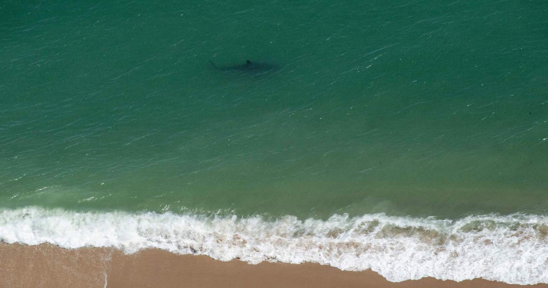 Americans are spotting more sharks in the water. Here's why that's a good thing | National - Vimarsana News