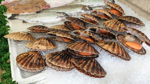 Hawaii Health Department warns of contaminated shellfish