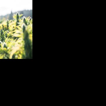 Senate Bill to legalize recreational cannabis advances at Hawaiʻi Capitol