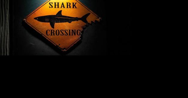 Shark warning at Sandy Beach - Vimarsana News
