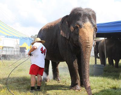 circus kjas carson performances prepare elephants worker washes barnes they two big
