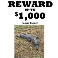 TP&W offers reward after unimaginable cruelty to an alligator