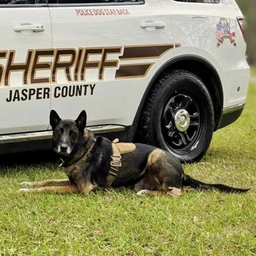 Jasper County Sheriff’s Department introduces K-9 Leroy | Local News ...