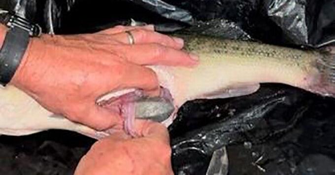 East Texas man charged with cheating in bass tournament - Vimarsana News