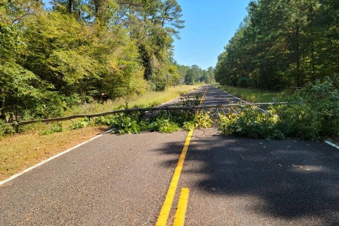 Beaver causes tree to fall across roadway | Local News | kjas.com