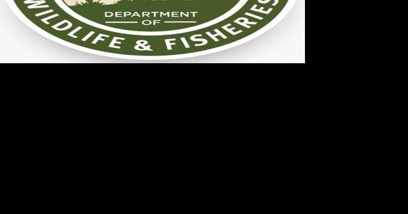 Two Golden Triangle men cited for pintail duck hunting violations in Louisiana - Vimarsana News
