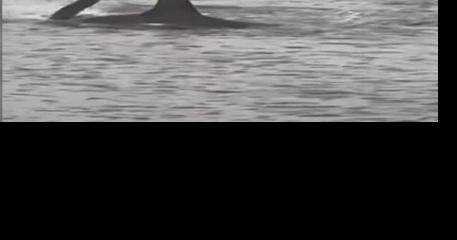 Internet buzzing over hammerhead shark at Galveston, but they're actually common | Local News - Vimarsana News
