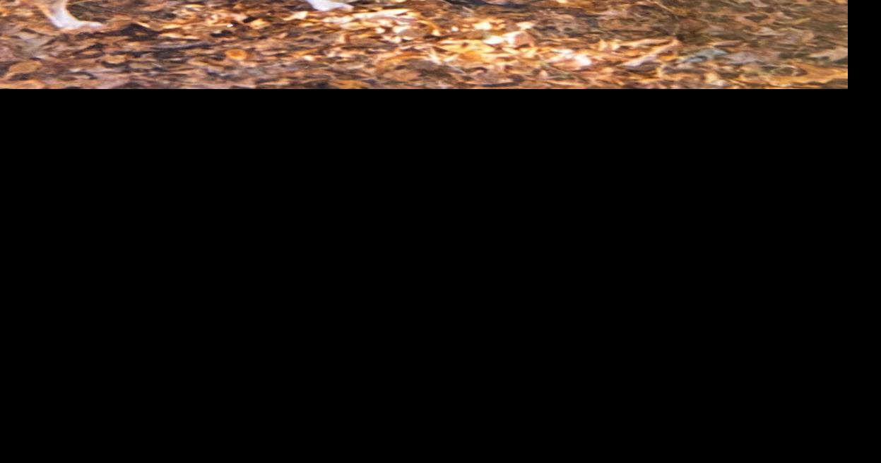 Mike Martindale Obituaries