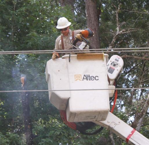 Tree falls on power line interrupting power to west part of Jasper ...