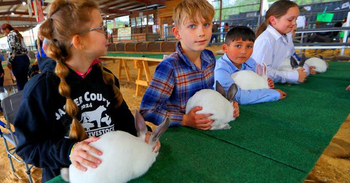 Jasper County Junior Livestock Show underway - Vimarsana News