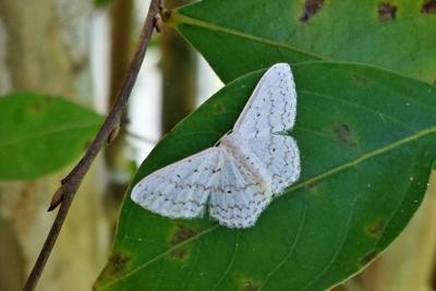 Pictures Of Small White Moths