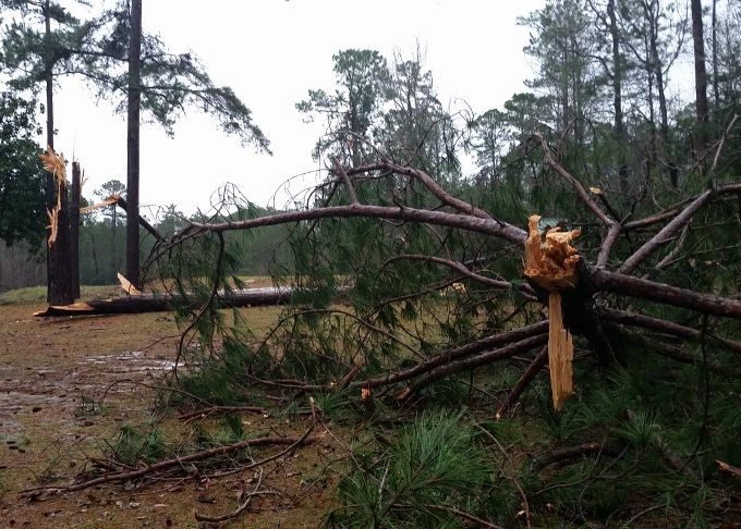 Monday morning storms knock down trees and power lines | Local News ...