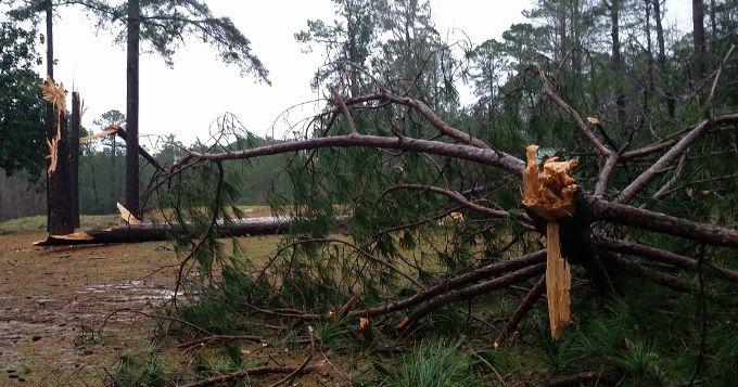 Monday morning storms knock down trees and power lines | Local News ...
