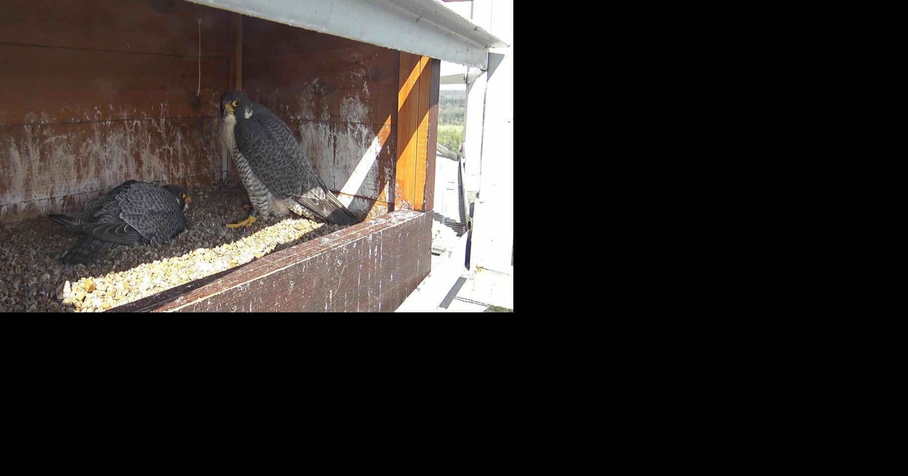 Peregrine falcons rebound in Missouri, nesting with four fresh eggs in ...