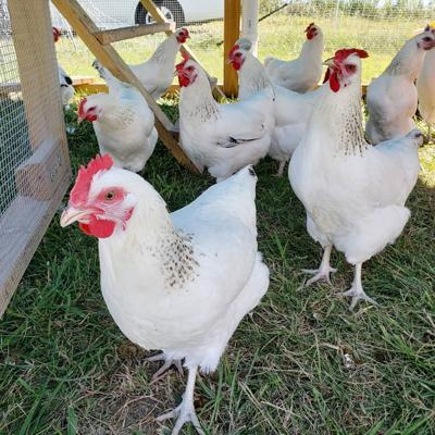 You can learn about raising chickens for eggs from an LU specialist