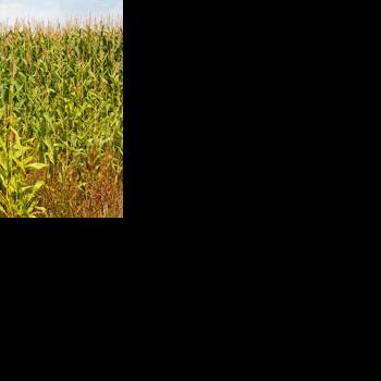 Mexico's GM corn ban opens market for American farmers | AG | kmaland.com