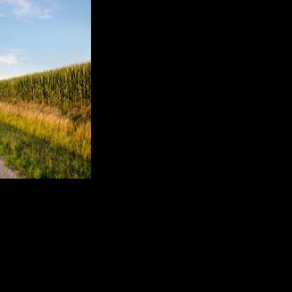 China's U.S. Corn Imports Have Dropped Significantly