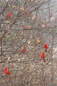 Tips For Attracting More Birds To Your Backyard News Kmaland Com