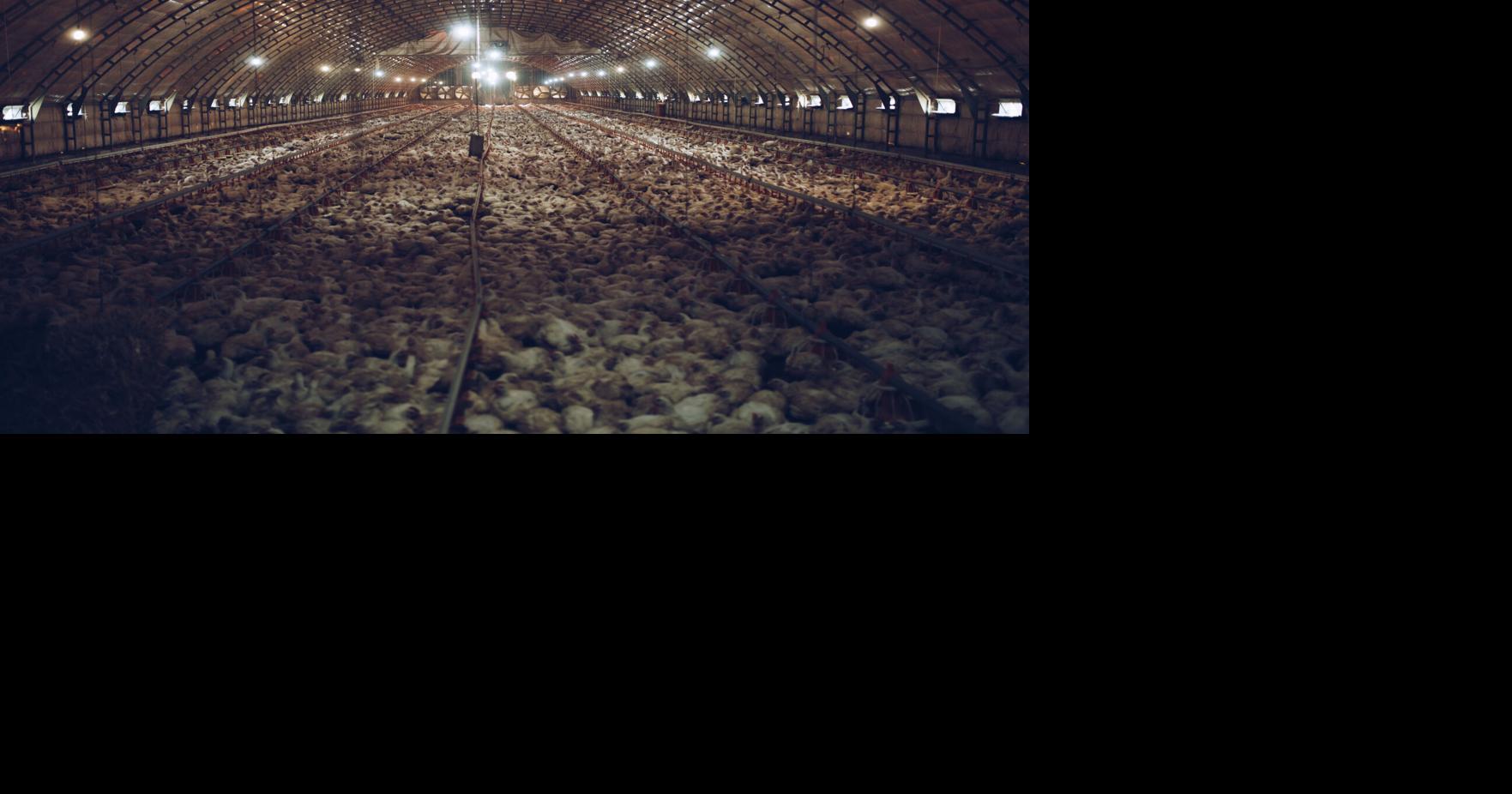 Conservation groups appeal Iowa factory farm ruling | News | kmaland.com