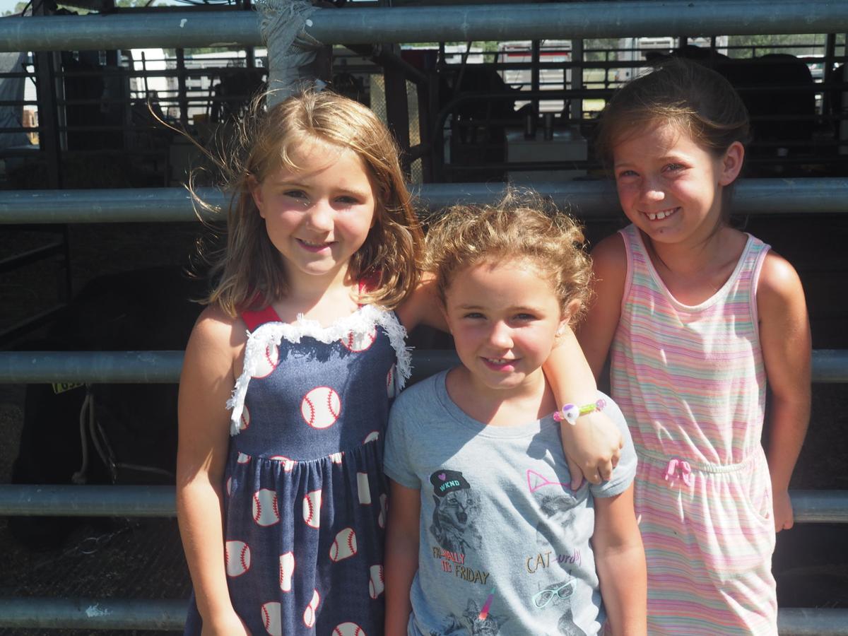 Taylor County Fair 2019 Bedford Iowa Gallery Kmaland Com