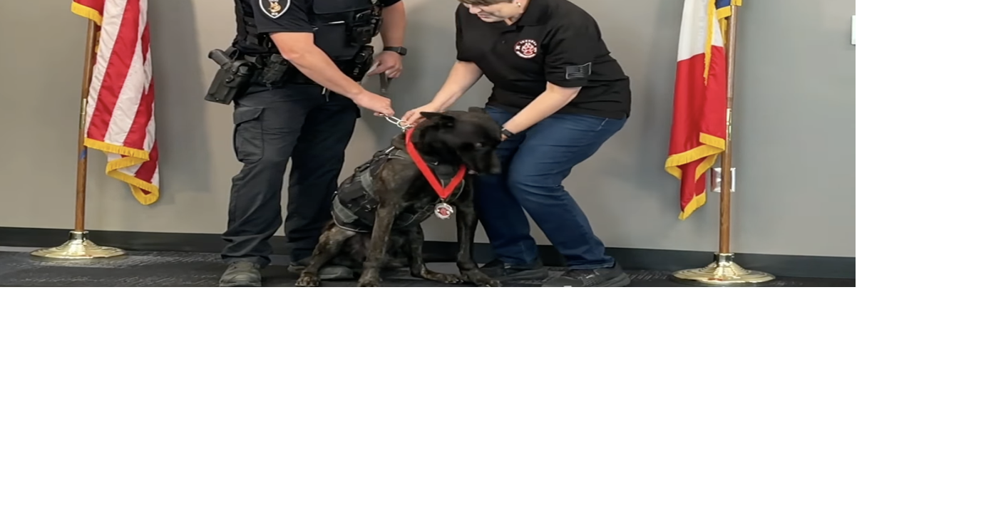 CB Police K9 Rudy awarded Medal of Valor following injury | News ...