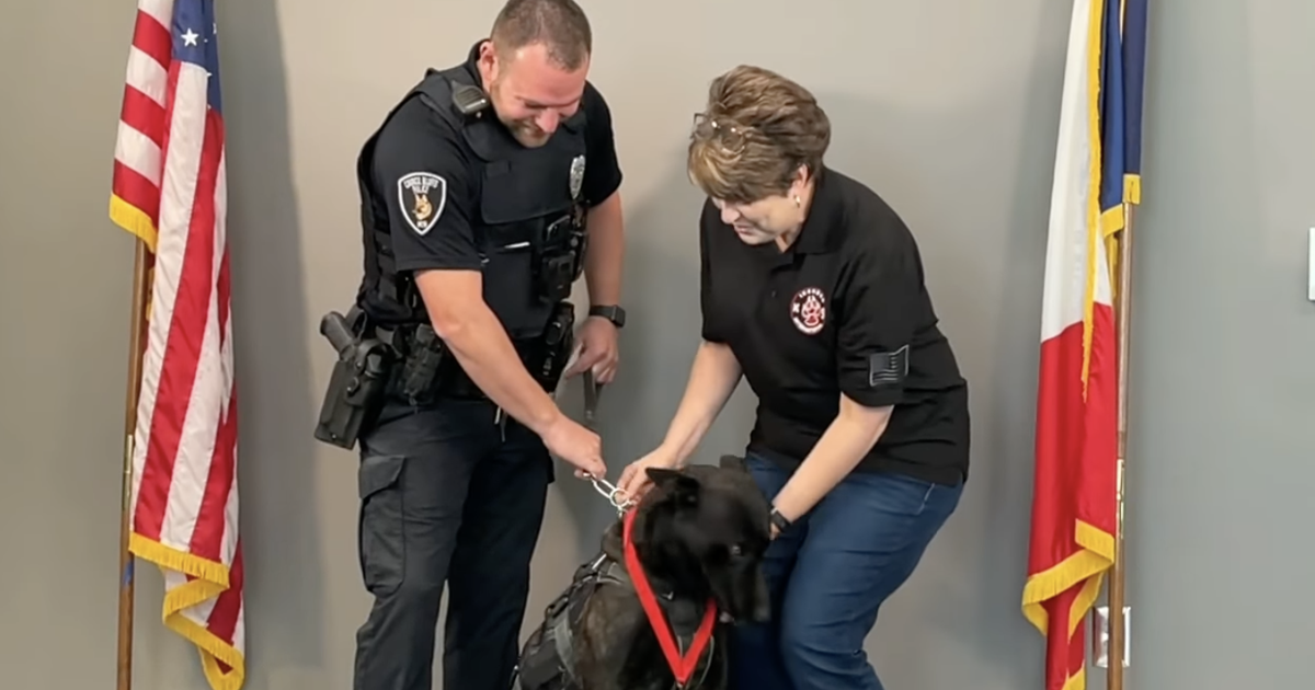 Police K9 Randy CB Police K9 Rudy awarded Medal of Valor following injury | News ...
