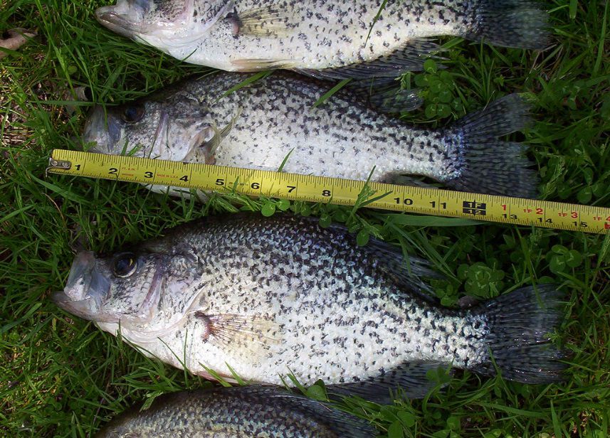 crappie fish