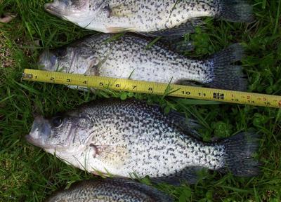DNR: Fish & Wildlife: Crappie Fishing