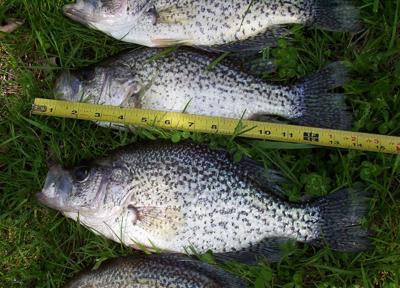 Dnr Crappie And Bass Fishing Hot In Southwest Iowa Ag Kmaland Com