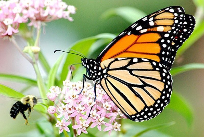 Iowa Monarch Conservation Consortium