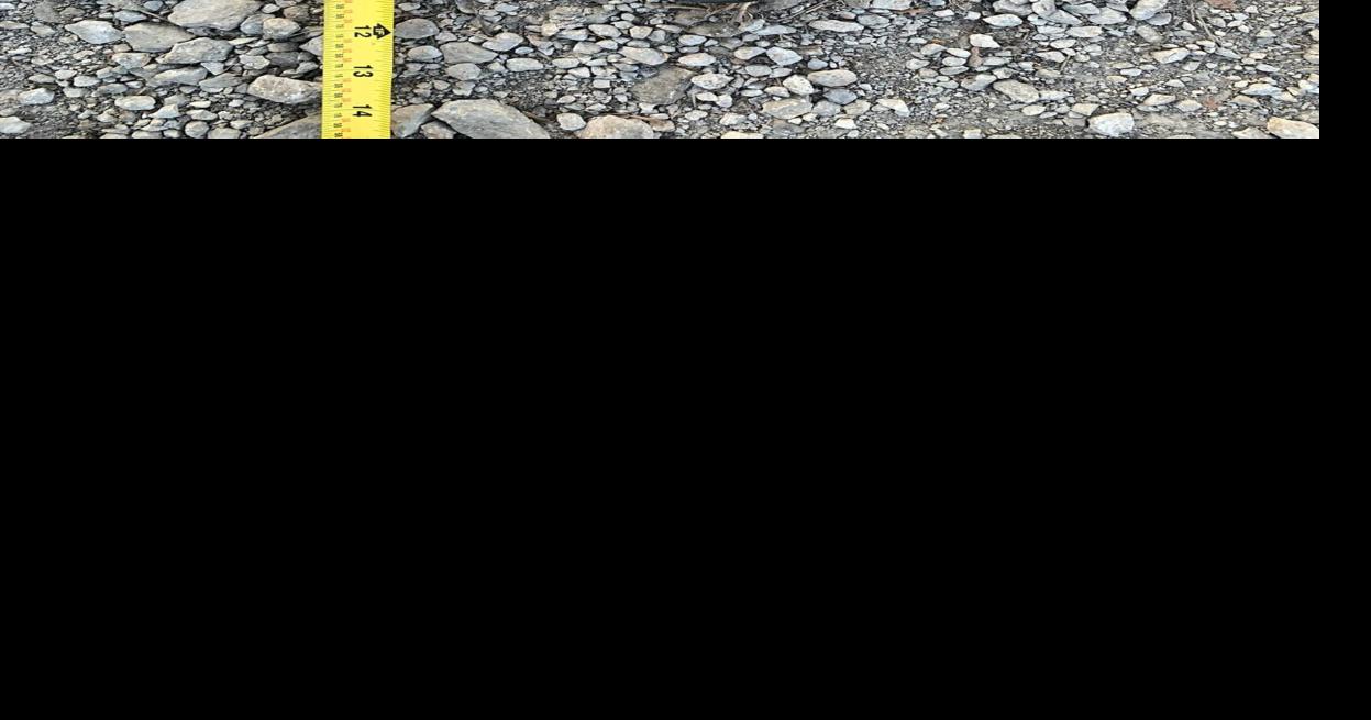 Tarkio police seek information on explosive device News