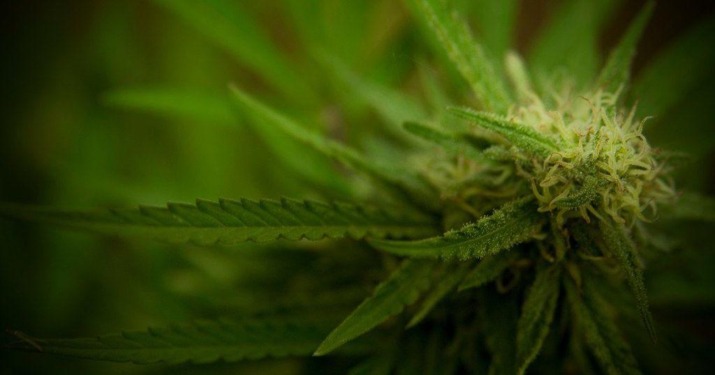 Senate Bill Tries to Preserve Legal Status of Hemp