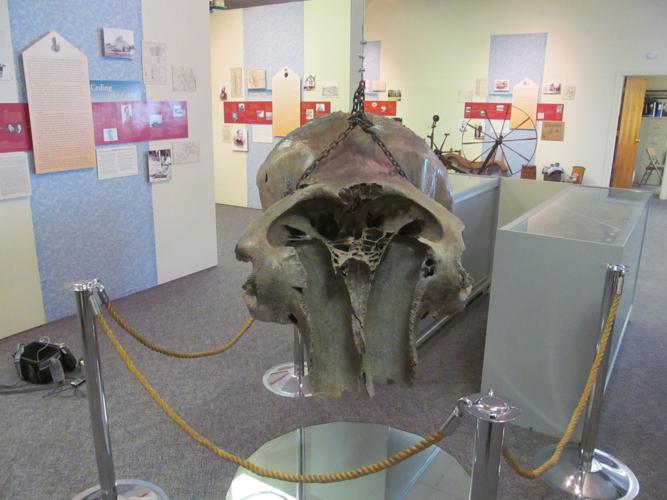 Mammoth's skull at Greater Shenandoah Historical Museum