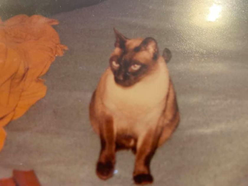 Sundays With Mike Kingdom Of The Cats Ii News Kmaland Com