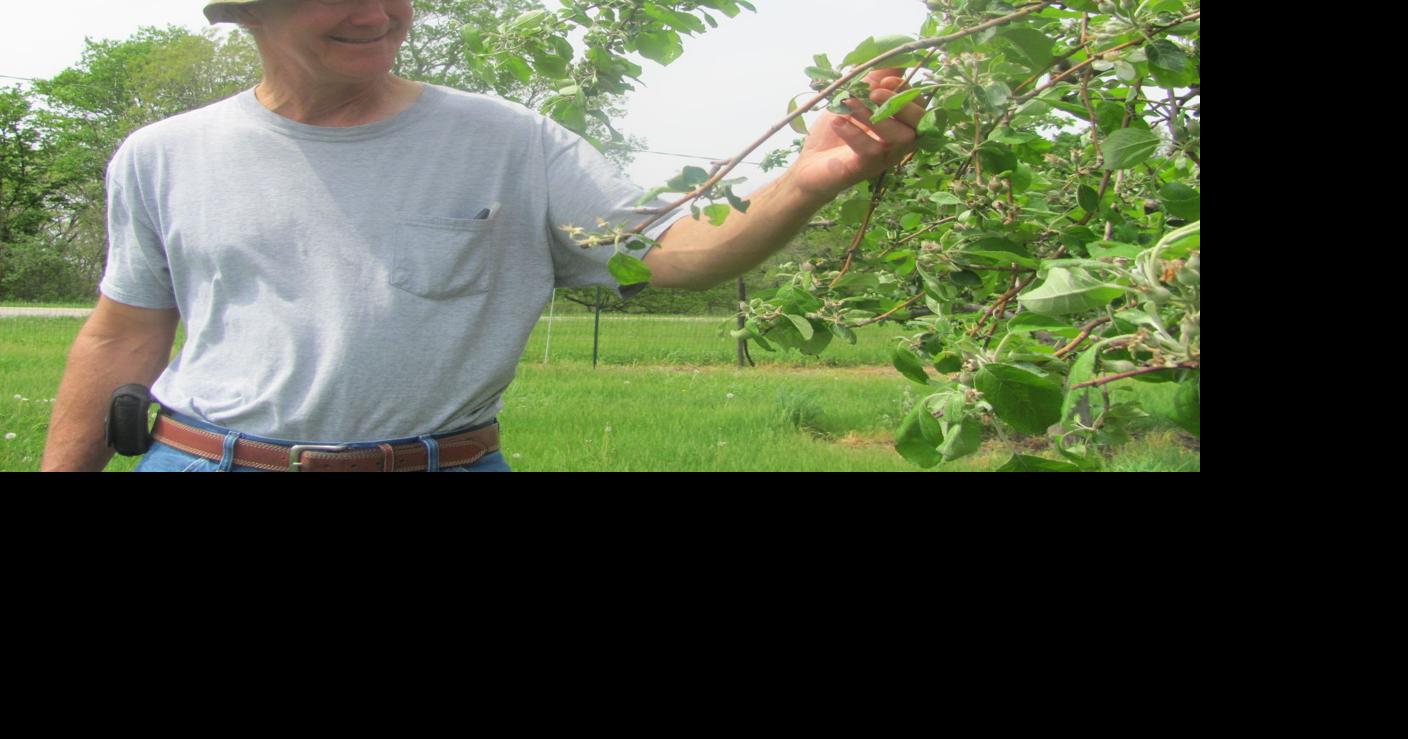 Mincer Orchard receives statewide TV attention News