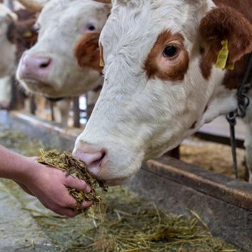 U.S. Livestock Groups Showing More Interest in Establishing Traceability Programs - Vimarsana News