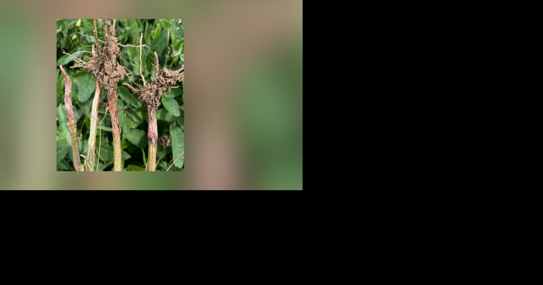 Missouri soybean growers urged to monitor for red crown rot | Farm News ...