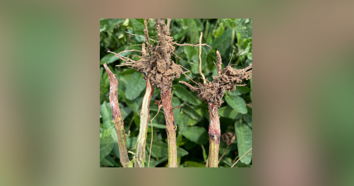 Rot Farm Missouri soybean growers urged to monitor for red crown rot | Farm News ...