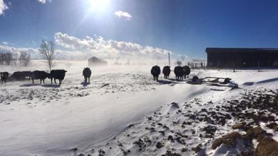 Frozen vegetables: feeding corn silage to cattle in winter | Local News ...