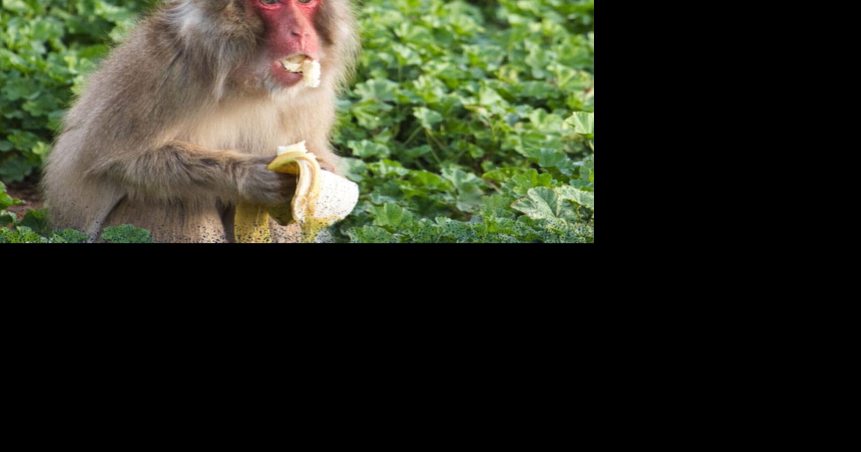Monkey see, monkey don’t? Primates shun filthy food after virus ...