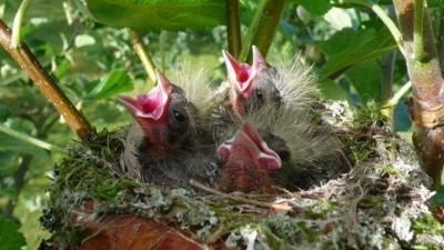 Nest - Baby Bird - 16:9