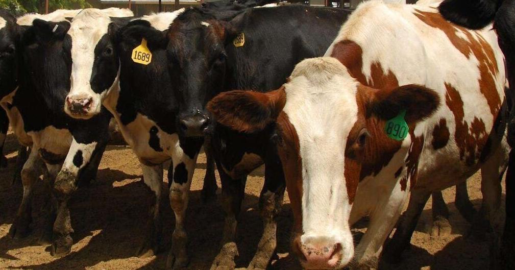 Bird flu in dairy cows doesn't faze raw milk drinkers | Health - Vimarsana News